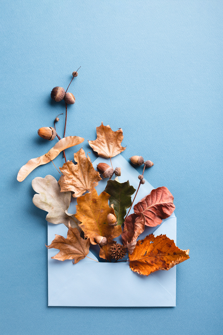 Dry leaves in blue envelop.